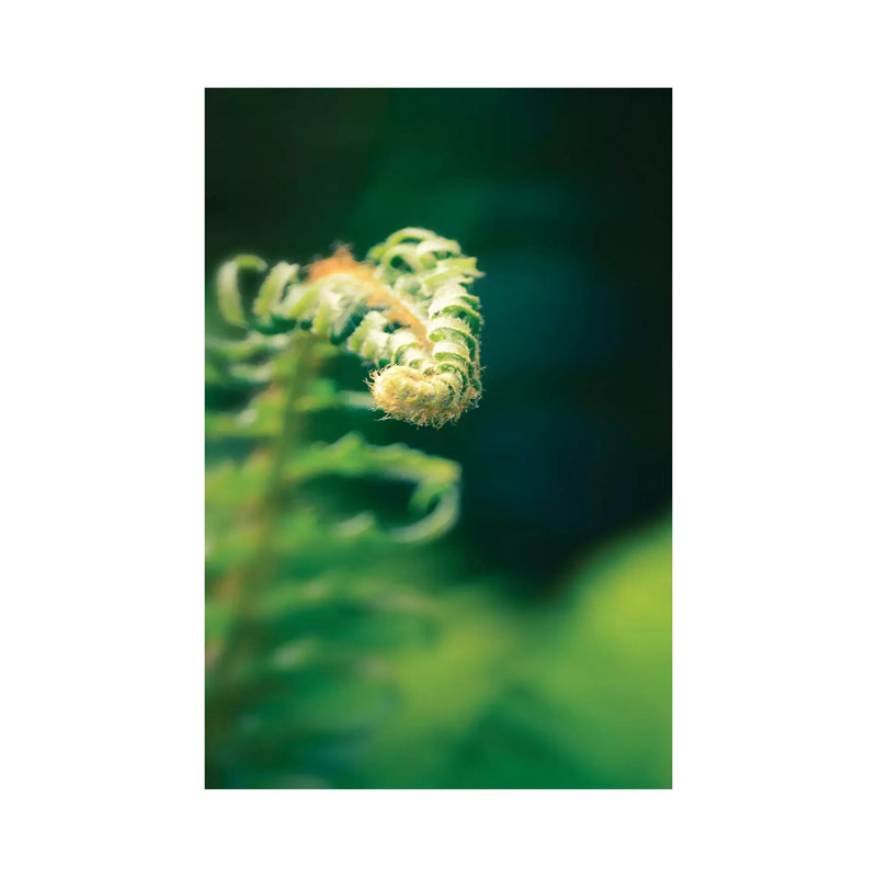 Garden Fern by Savanah Plank - Wrapped Canvas Print, 101.6 cm H x 66.04 cm W x 1.91 cm D