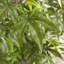 Dejaun 48'' Faux Tree in Manufactured Wood Basket