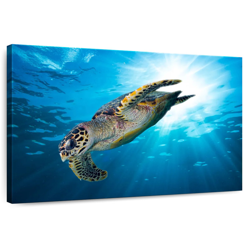 Brampt Hawksbill Turtle Dive, 24" H x 36" W