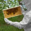 Gants de miel Honey Keeper-86448659