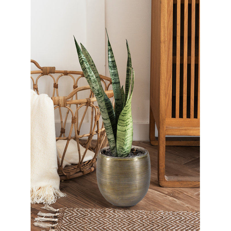 Rudalph Metal Cachepot, 14" H x 13" W x 13" D
