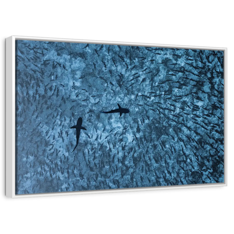 Requins et poissons, Cadre flottant blanc, 43 po x 29 po