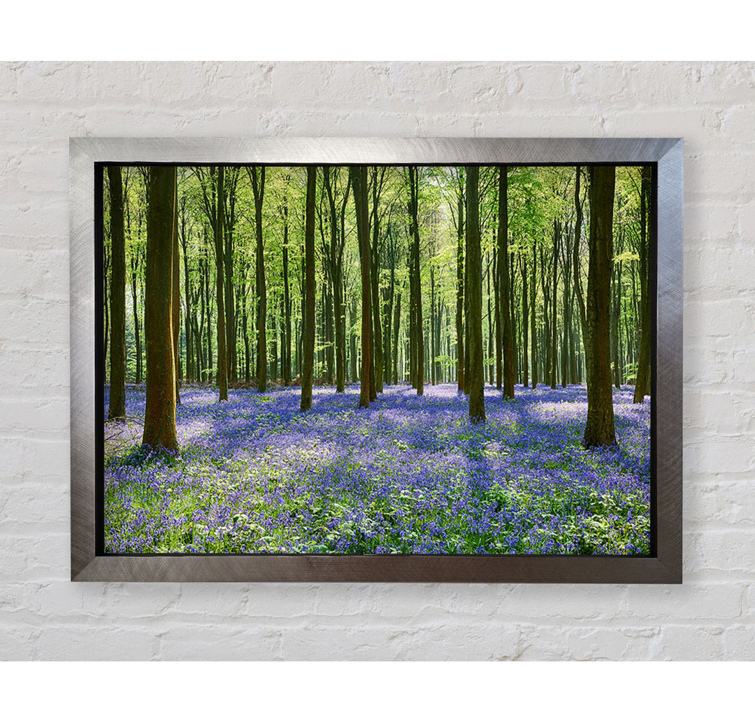 Mystical Bluebell Woodland - Druck