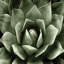 «Succulent II», impression sur toile-29174031-72797717-72797715