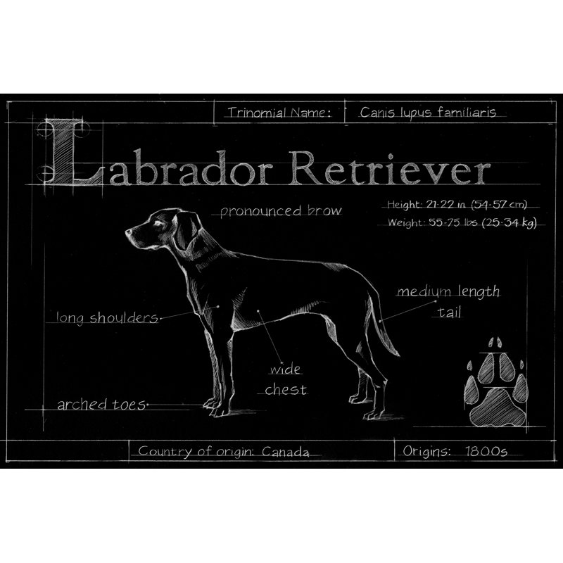 Blueprint Labrador Retriever by Ethan Harper - Painting Print, 81cm H x 122cm W, Black Floater Framed