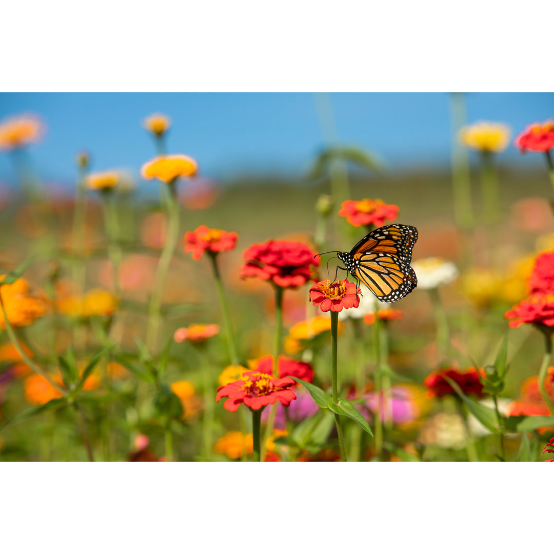 Buntes Blumenfeld mit Monarchfalter - Leinwandbild