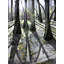 Through The Woods Print by Leslie Kell-71203246-71203247