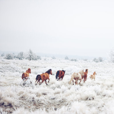 «Winter Horses» par Kevin Russ, impression sur toile tendue