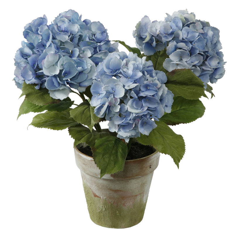 Potted 3 Stem Hydrangea, Blue, 17" H x 15" W 