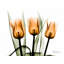 Art sur toile tendu Lark Manor ™, Koetsier, Albert, orange-1567367253