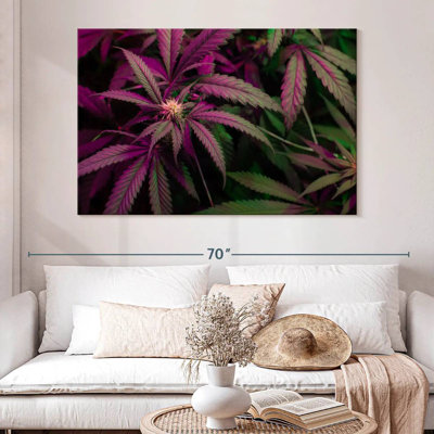 Lavande, marijuana