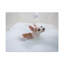 «Cute Chihuahua Bathee», art mural sur toile-102525581