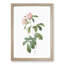 Alpine Roses In Pink by Pierre-Joseph Redoute - Single Picture Frame Painting-55544506-55544505
