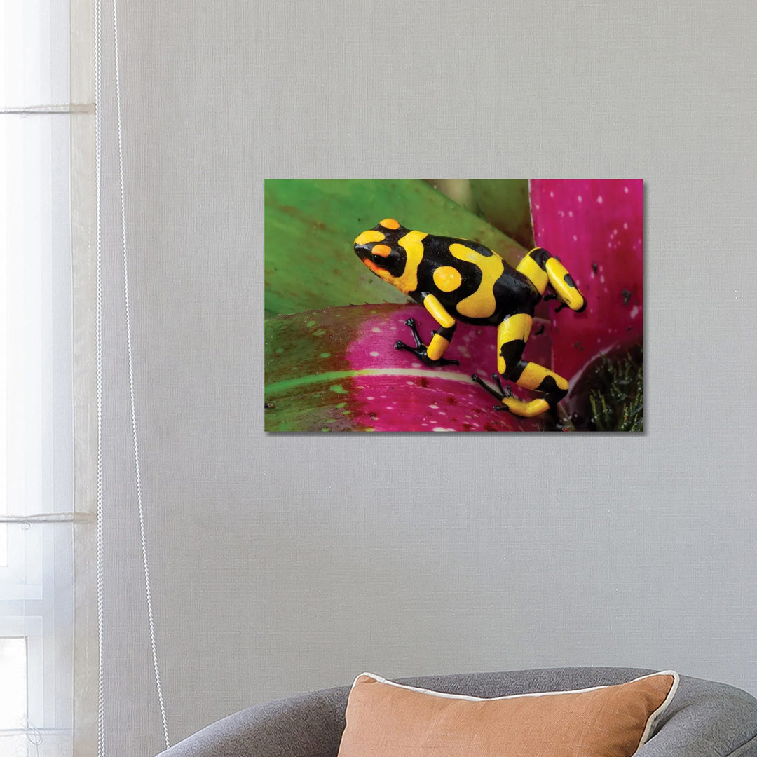 Harlequin Poison Dart Frog on Bromeliad, Cauca, Colombia by Thomas Marent - Wrapped Canvas Print