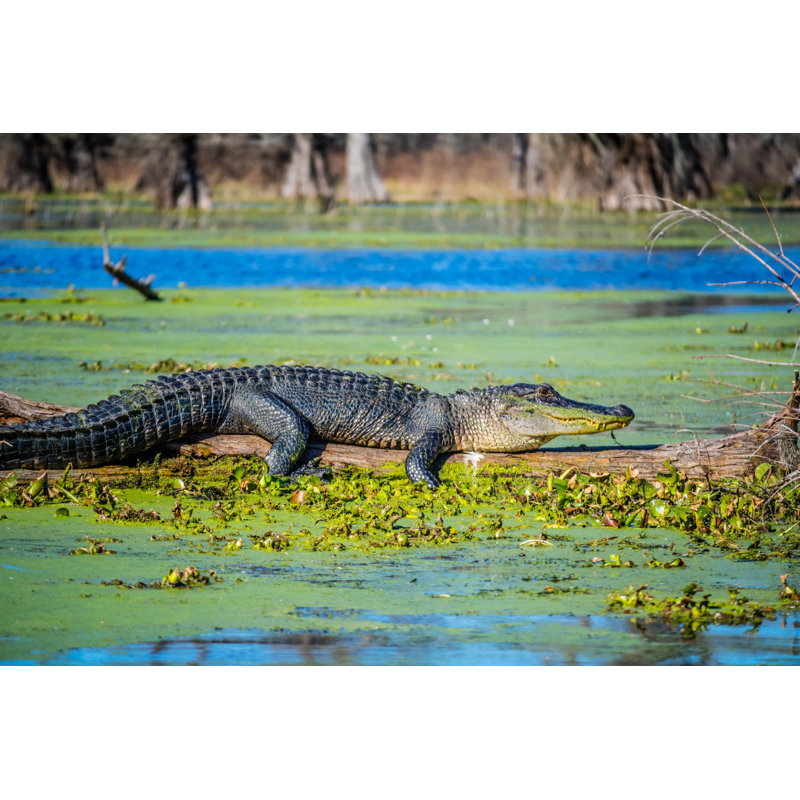 A Large American Crocodile In Abbeville, Louisiana by Cheri Alguire - Wrapped Canvas Print, 30.48cm H x 45.72cm W