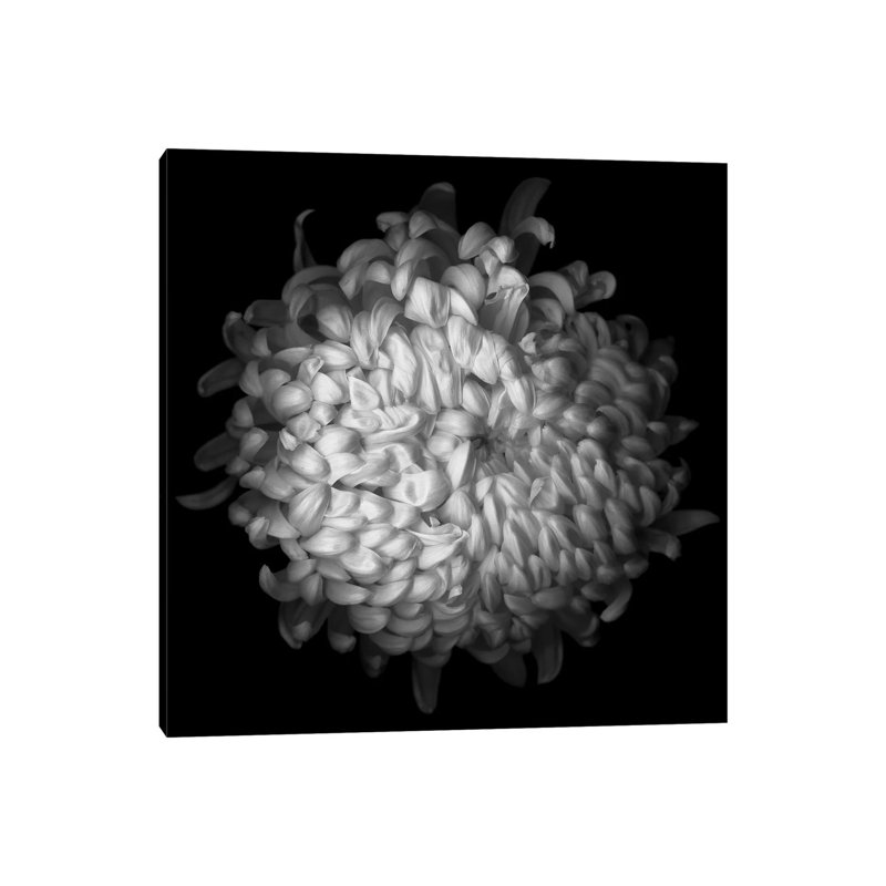 Yellow Chrysanthemum, B&W by Magda Indigo - Wrapped Canvas Gallery-Wrapped Canvas Giclée, 45.72 cm H x 45.72 cm W