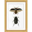 Beetle Study 2 Print by Lillian August