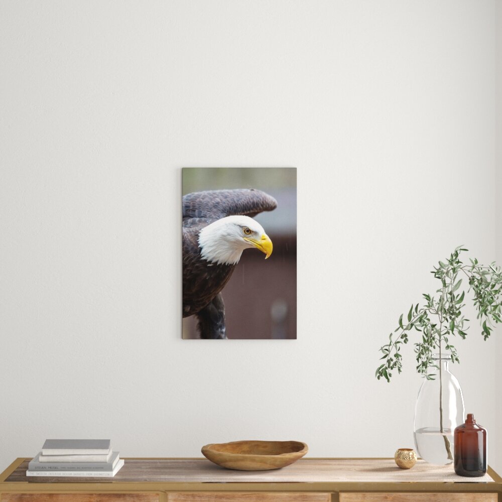 Leinwandbild Adler, Fotodruck