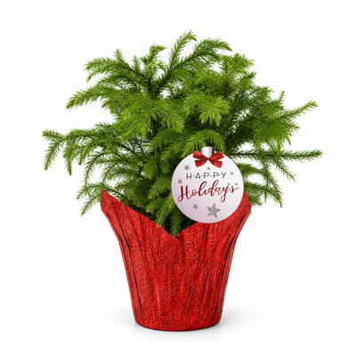 Norfolk Island Pine Live Holiday Plant in 4-Inch Pot with Decorative Red Wrap
