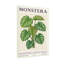 Plantes et fleurs Monstera Deliciosa