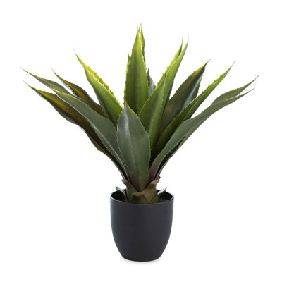 Grande fausse vraie plante d'agave