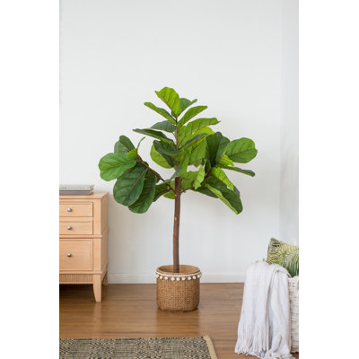 Arbre à feuilles de figuier Fiddle - 25 po x 25 po x H 52 po - vert