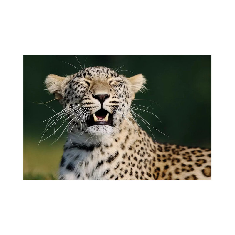 Smiling Leopard by Goran Anastasovski - Wrapped Canvas Print, 20.32 cm H x 30.48 cm W