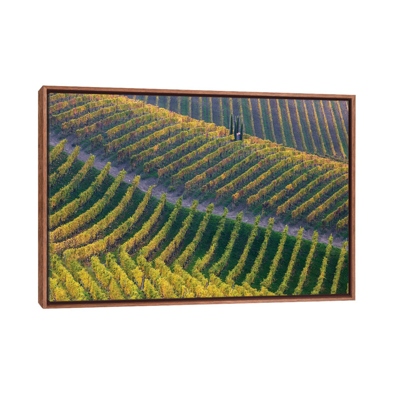 Vineyards by Fiorenzo Carozzi - Floater Frame Print on Canvas, Brown, 101.6 cm H x 66.04 cm W