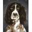 Toile d'épagneul Springer anglais brun - décor de salon pour chien