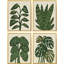 Tropical Abundance Set by Watts