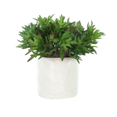 Succulents in Ceramic Pot