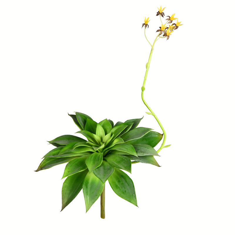 Plante grasse