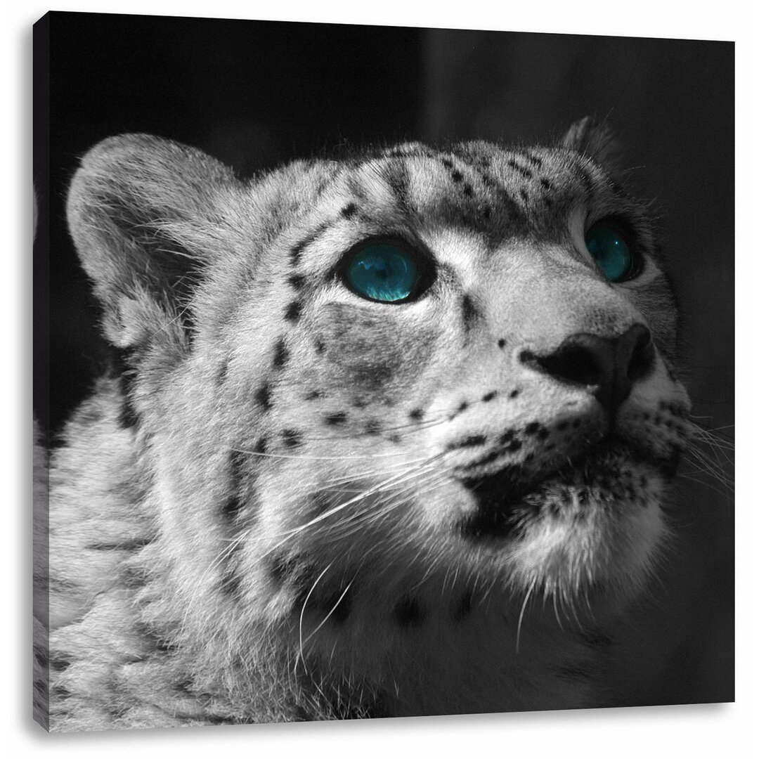 Leinwandbild Anmutiger Schneeleopard Blaue Augen