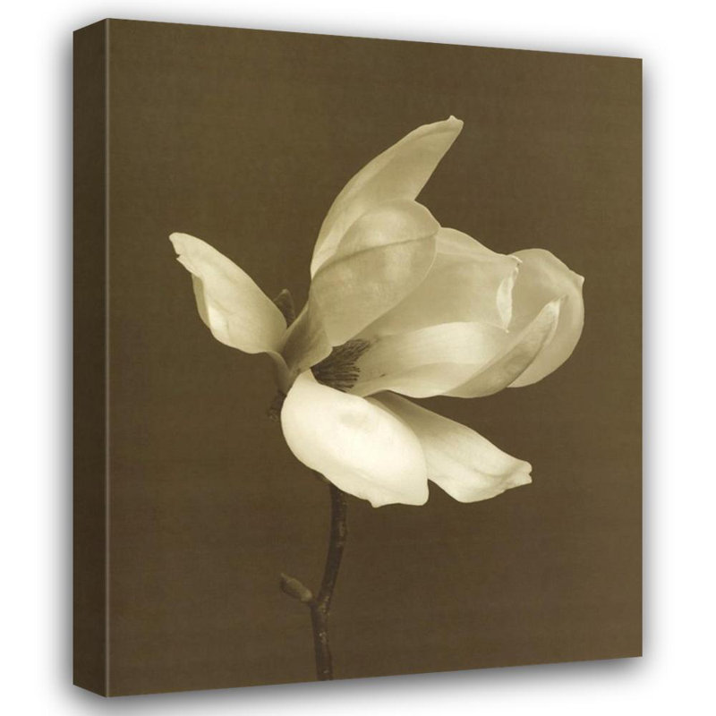 Fleur de magnolia blanc, H 24 po x l 19 po