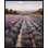 Lavender Fields Forever Print
