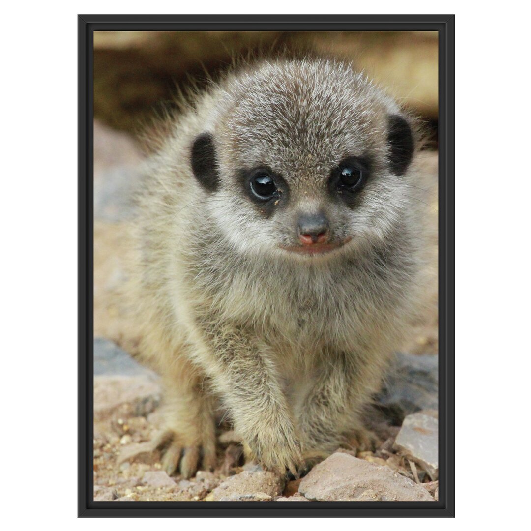 Gerahmtes Wandbild Erdmännchen zwischen Steinen