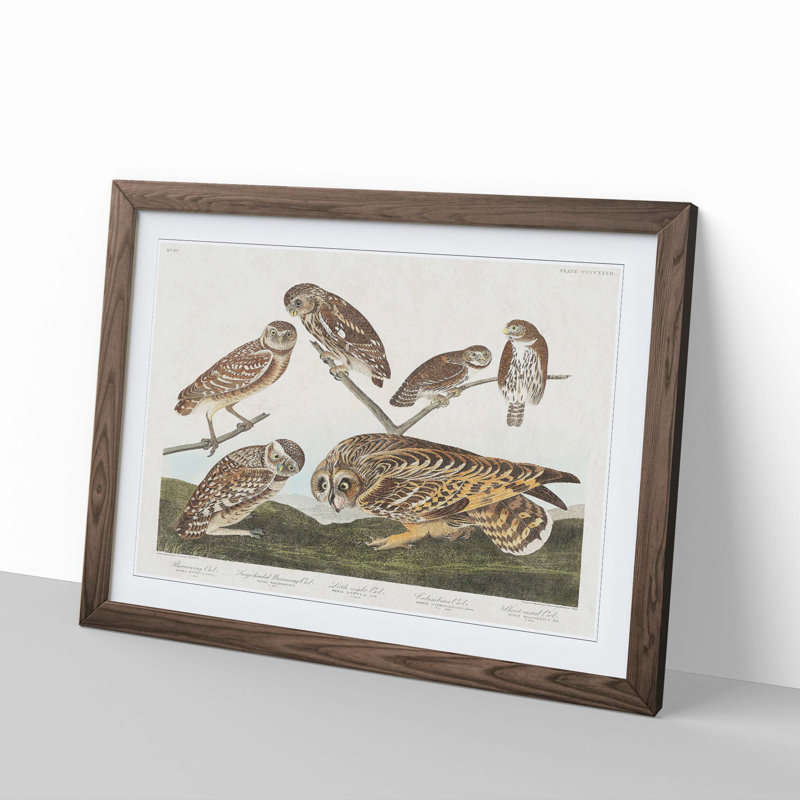Selection of Owls by John Audubon - Picture Frame Painting Print, Walnut Framed, 27cm H x 36cm W x 2cm D