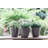 7'' Self Watering Planters For Indoor Plants - With Water Level Indicator For Flower Pot , Grow Tracking Tool - Coco Coir - Grey 3 Pack