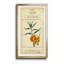 Linnaean Botany III - Peinture sur toile encadrée-178184319-178184316