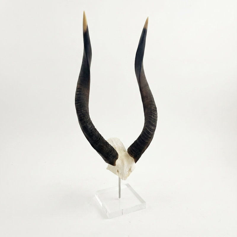 African Nyala V-Skull on Lucite Stand