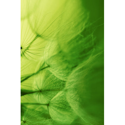 Dandelion Seed by Jasmina007