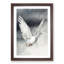 Flying Dove - Framed Print-55576394-55576398