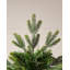 8' H Himalayan Fir Christmas Tree