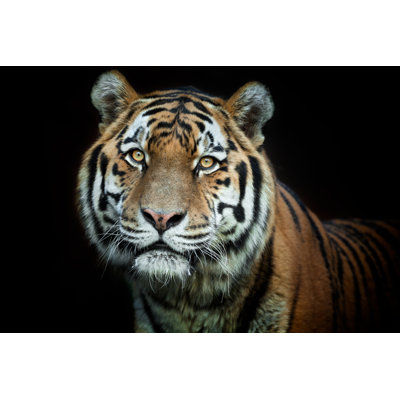 Magnifique tigre mâle XXXL par Andyworks
