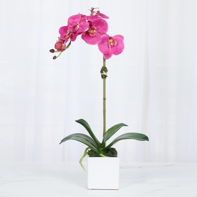 Orchid Arrangement In Vase, Pink, White