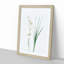 Siberian Iris Flowers by Pierre-Joseph Redoute - Picture Frame Painting Print-55619453-55619454