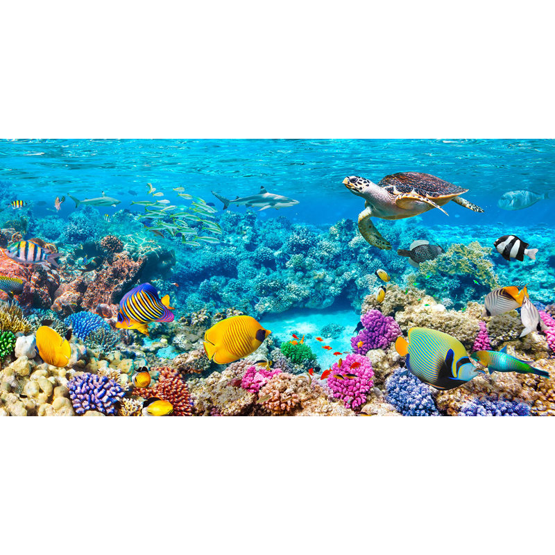 Sea Turtle And Fish, Maldivian Coral Reef - Wrapped Canvas Print, 50cm H x 100cm W
