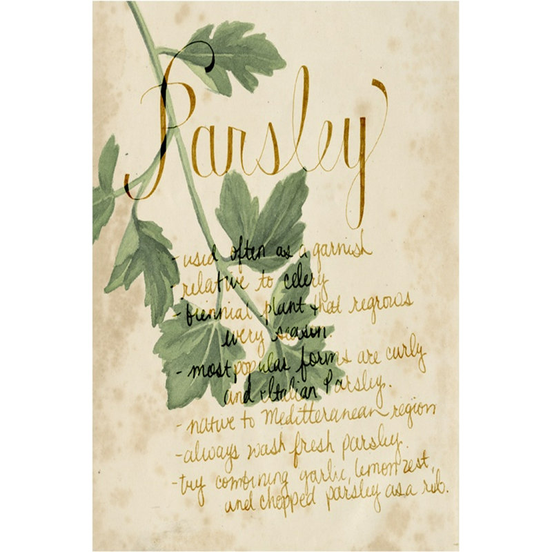 Herb Study V, H 12 po x l 8 po