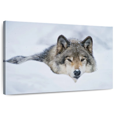Wolf In Snow