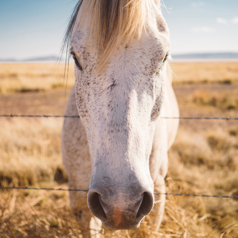 West Texas Wild - impression, H 12 po x l 12 po, Non, Toile tendue